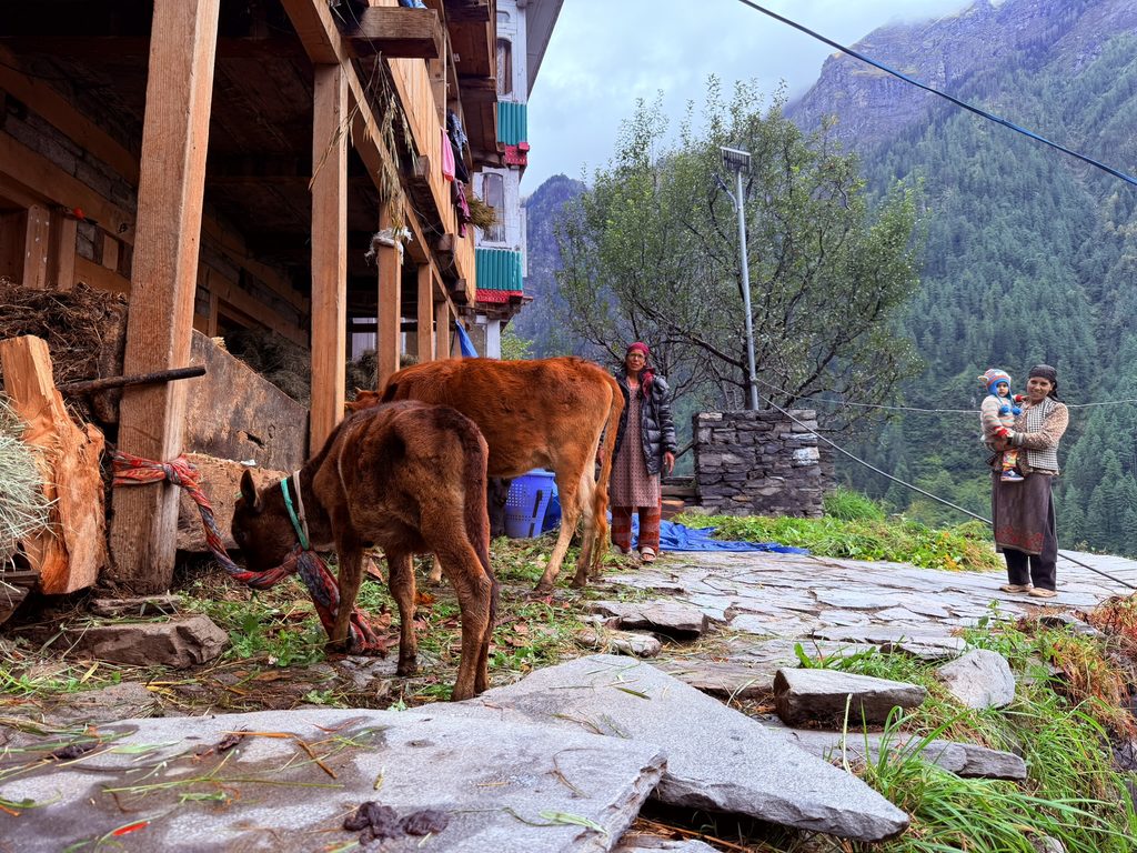 Cows outside a traditional wooden mountain house near Dhara village on the Rupin Pass trek.