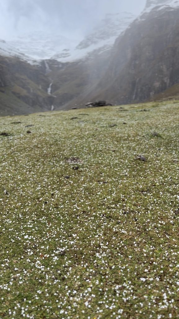 Small hailstones scattered across the grassy ground near Dhanderas Thatch campsite during the Rupin Pass trek