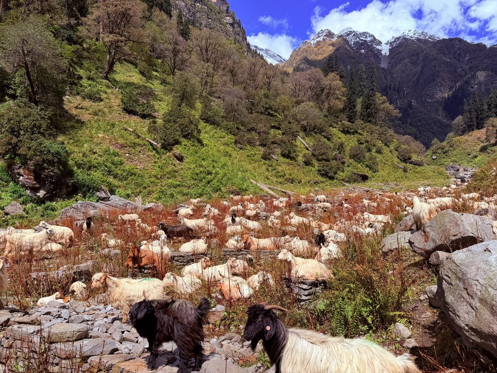 A herd of sheep moving along a narrow mountain trail during the Rupin Pass trek in Himachal Pradesh